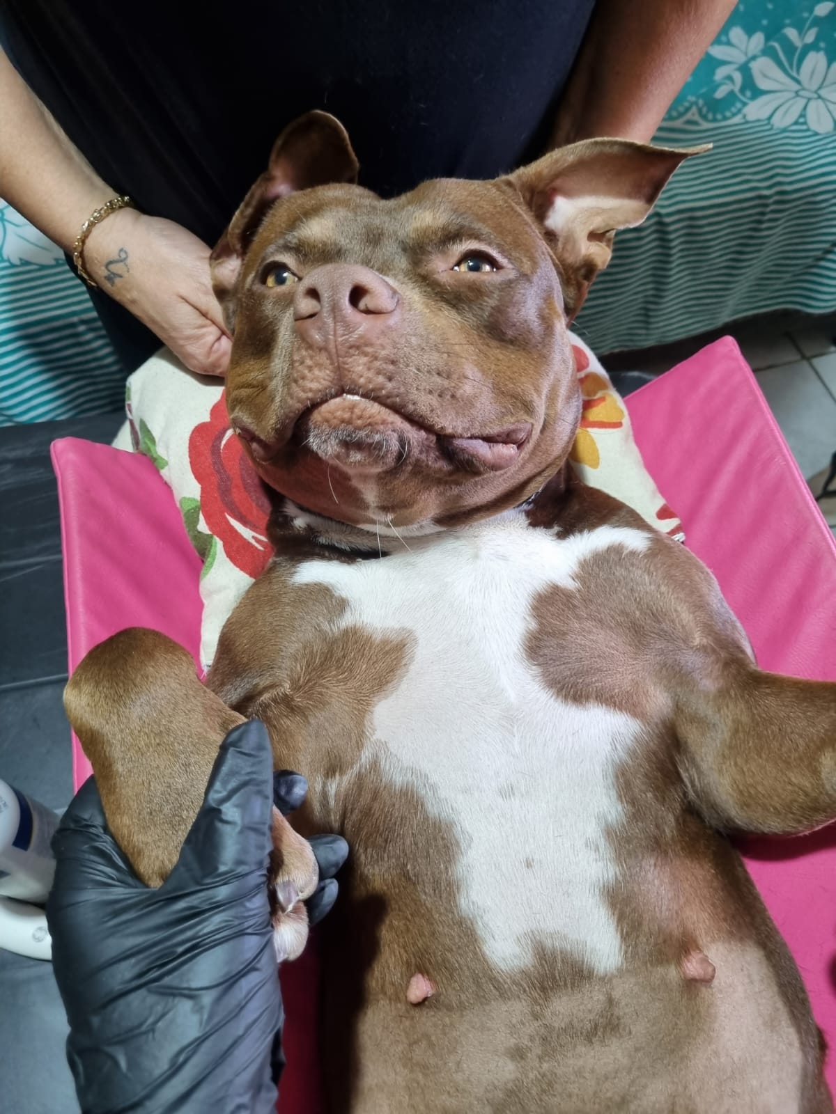 Exame veterinário Ultrapatas